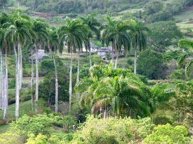 palm